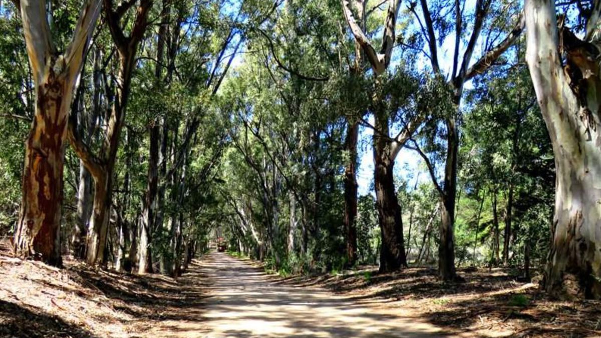 Bosque Encantado, un sitio con especies como pinos, eucaliptos y cipreses, ideal para hacer senderismo o relajarse bajo su sombra Bosque Encantado, un sitio con especies como pinos, eucaliptos y cipreses, ideal para hacer senderismo o relajarse bajo su sombra