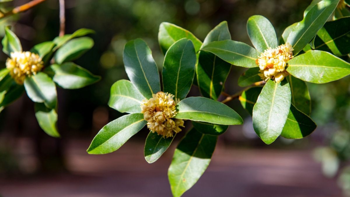 Dónde colocar una planta de laurel para atraer dinero y prosperidad, según la filosofía del Feng Shui