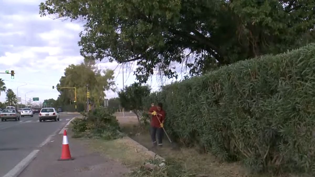 Trabajarán durante una semana para desmalezar el Acceso Norte desde la Rotonda del avión hasta las vías antes del aeropueto, en Las Heras.