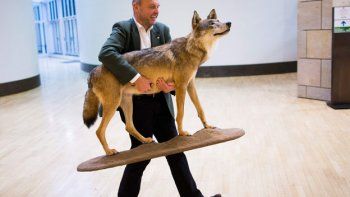 Este no es el Lobo de Wall Street