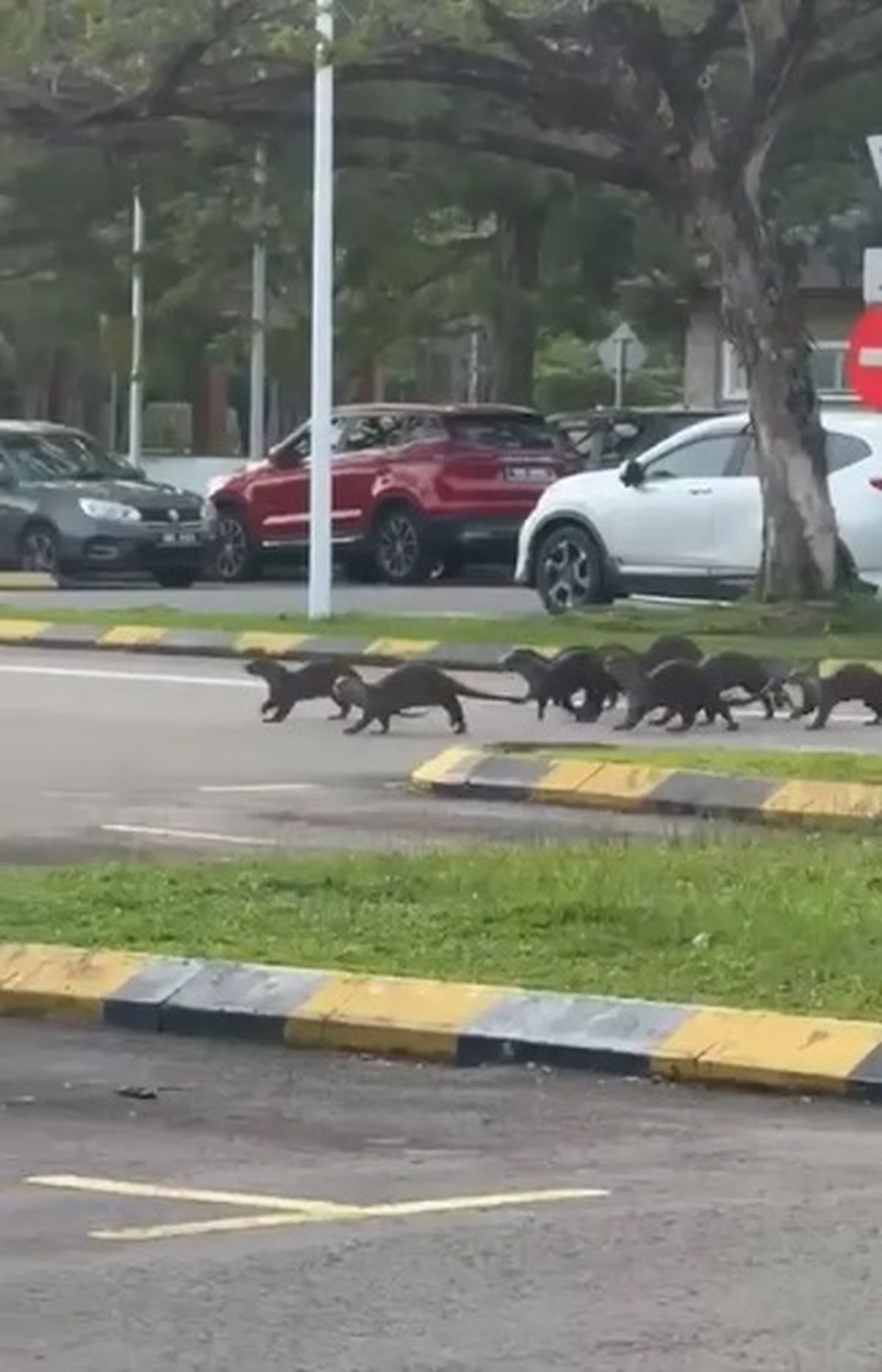 El grupo de nutrias huyó luego de cometer las agresiones. El grupo de nutrias huyó luego de cometer las agresiones.
