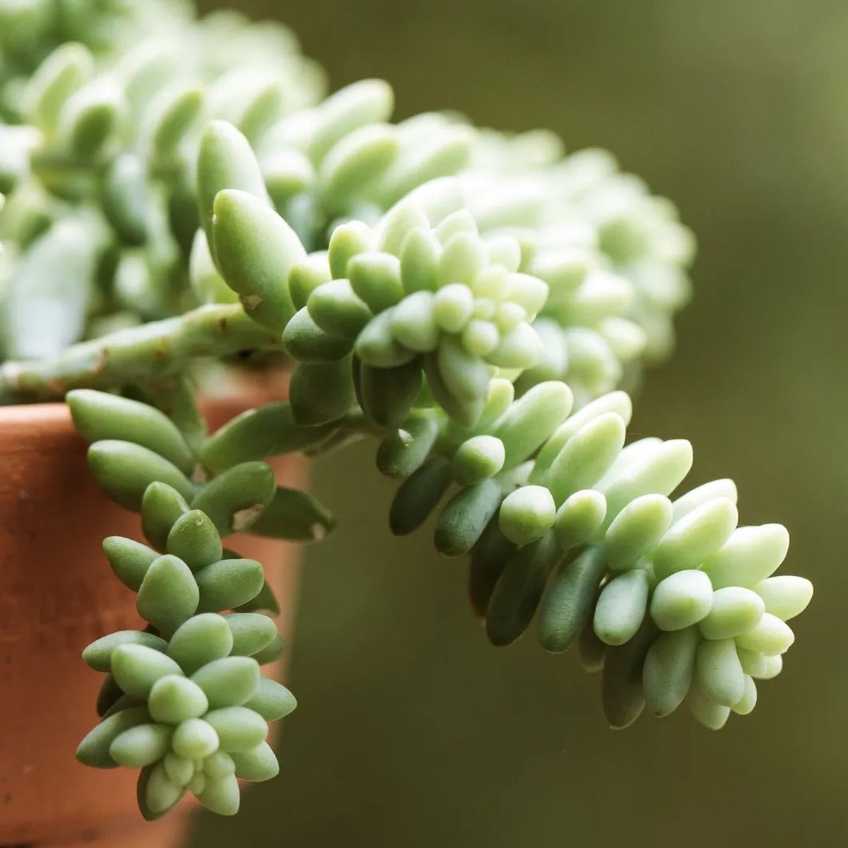 La cola de burro es una planta sencilla de cultivar. La cola de burro es una planta sencilla de cultivar.