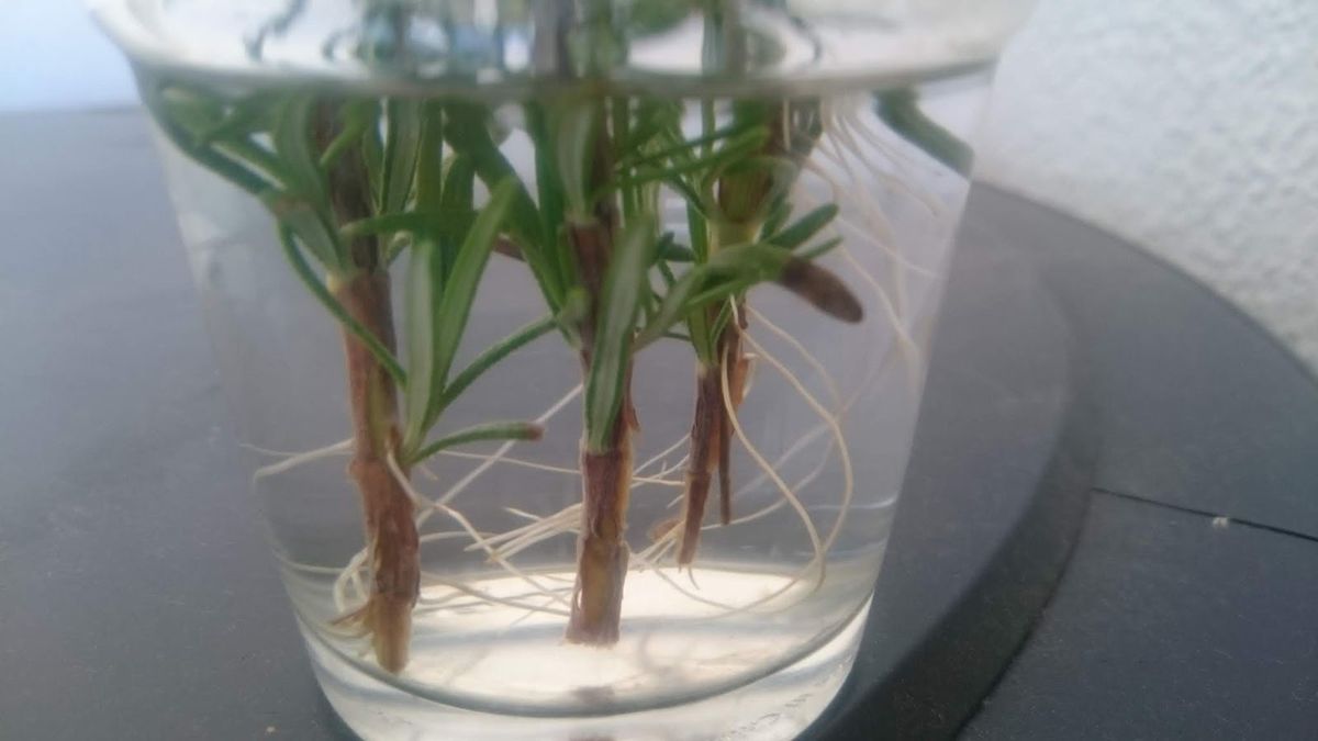 Romero: cómo multiplicar la planta en agua para aprovechar sus grandes beneficios Romero: cómo multiplicar la planta en agua para aprovechar sus grandes beneficios