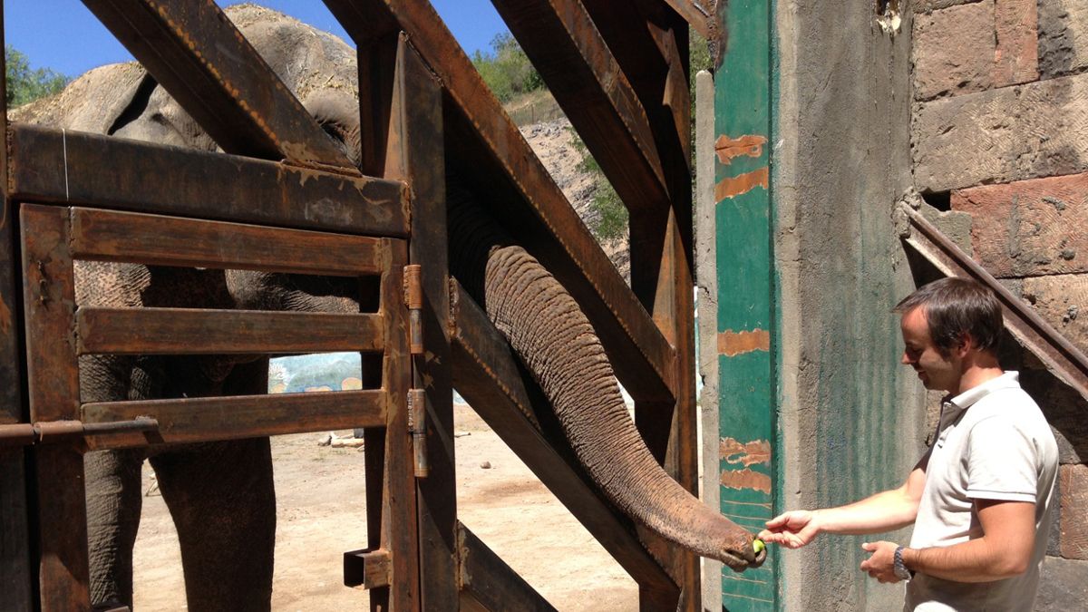 El Santuario de Elefantes de Brasil se sostiene únicamente de las donaciones de la gente que deposita directamente en sus cuentas, ya que no recibe ningún tipo de ayuda del Estado.