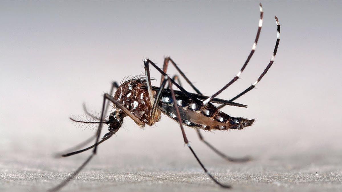 El mosquito transmisor del virus del dengue.
