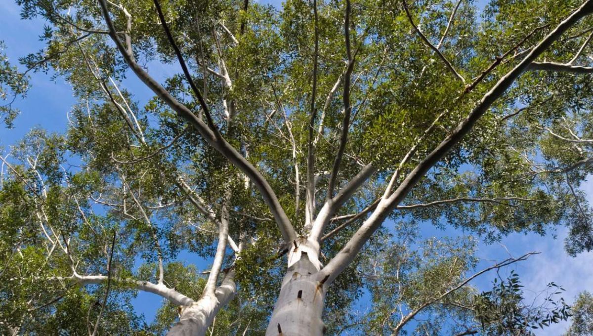 El árbol que crece en todas partes y extrae oro del suelo para liberarlo por sus hojas