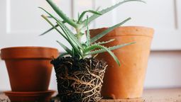 Planta de aloe vera, el fertilizante que la hará crecer