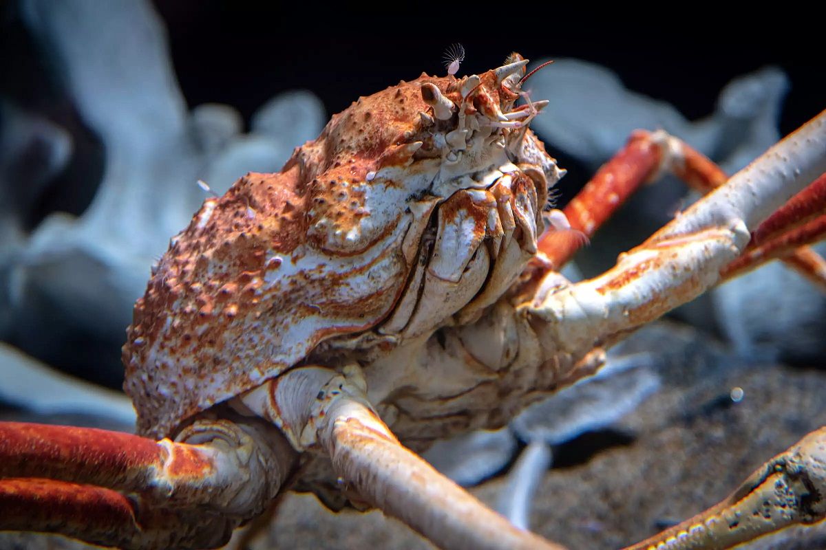 El cangrejo araña japonés es la especie más grande del mundo. El cangrejo araña japonés es la especie más grande del mundo.