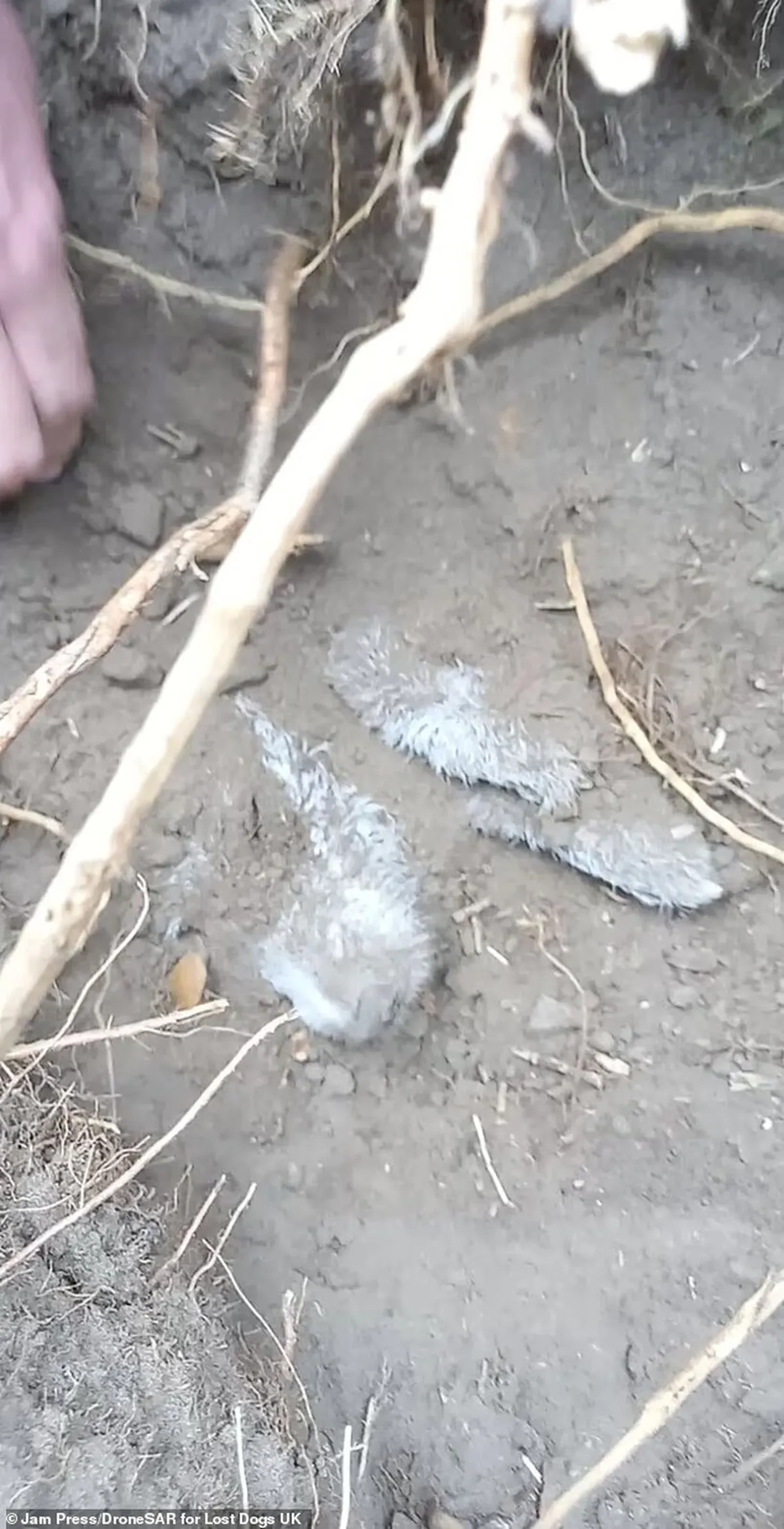 Así descubrieron a la perrita perdida. Así descubrieron a la perrita perdida.