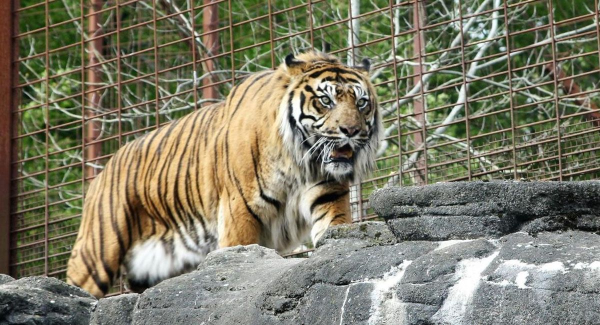 Un zoológico pidió a los vecinos la donación de mascotas moribundas o no deseadas para alimentar a sus depredadores Un zoológico pidió a los vecinos la donación de mascotas moribundas o no deseadas para alimentar a sus depredadores