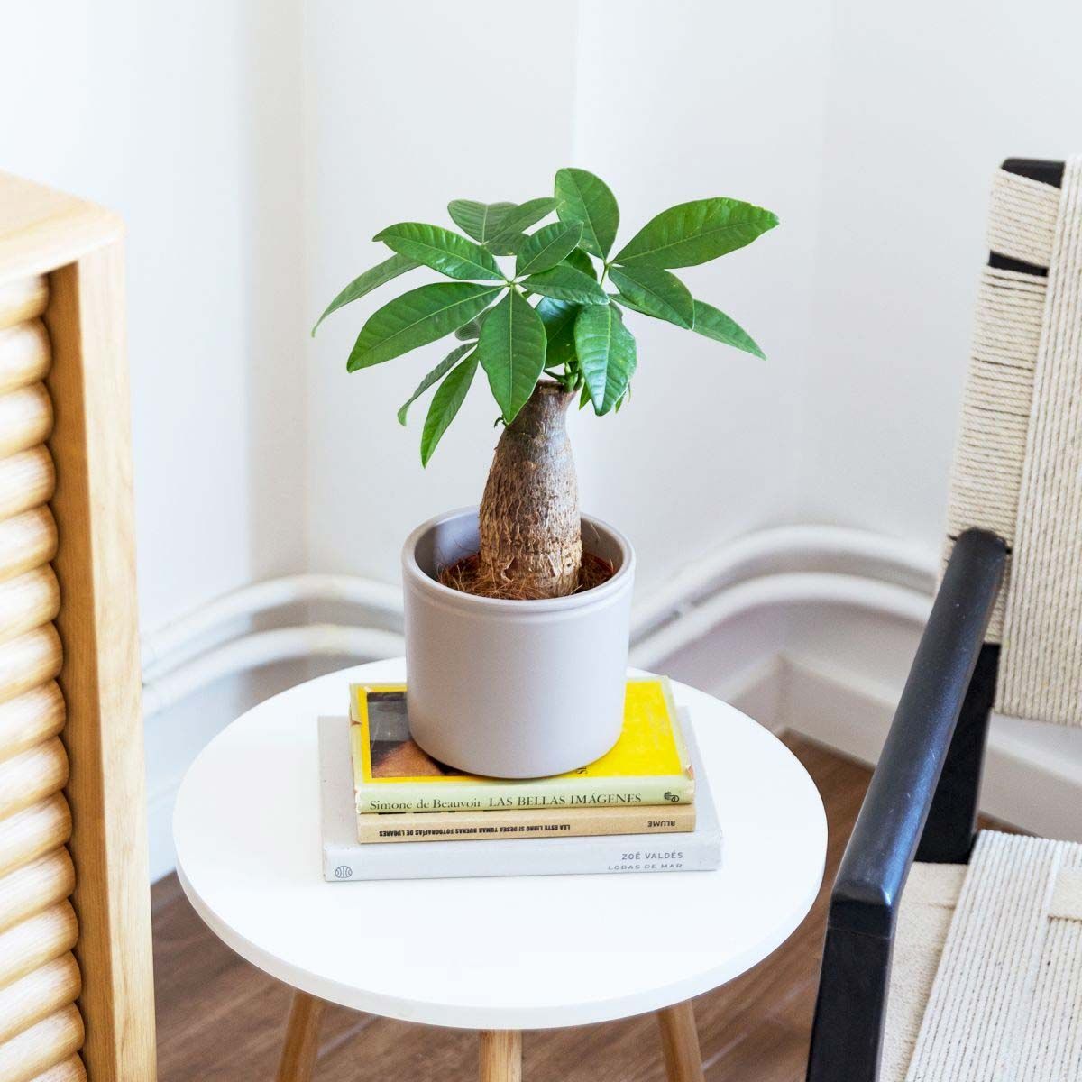 Pachira aquática. Pachira aquática.