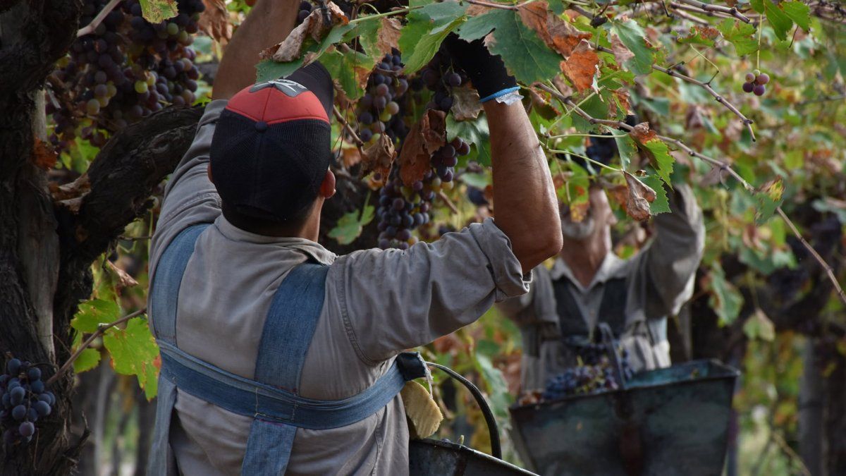 En Mendoza un municipio les regala una serenata a los cosechadores mientras trabajan