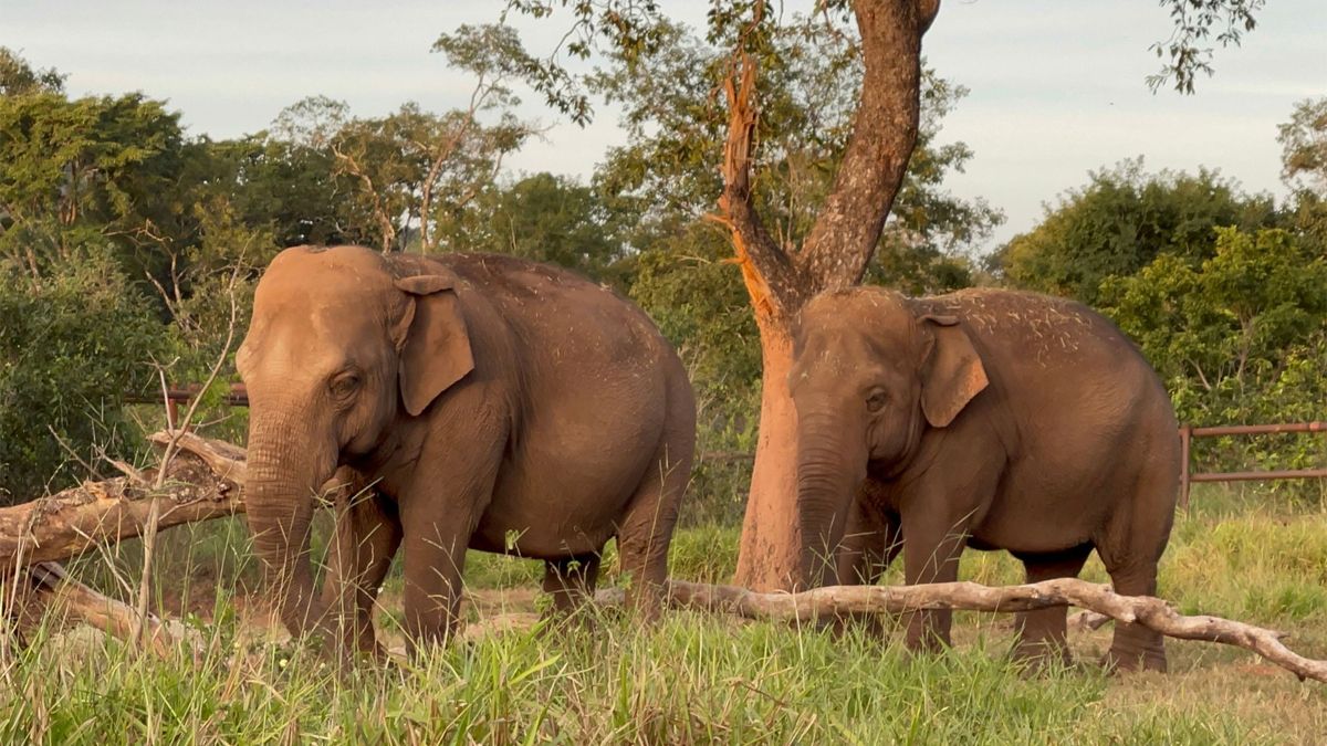 Hoy Pocha y Guillermina disfrutan de una vida rodeada de verde, con miles de metros para recorrer, y disfrutan de darse baños de lodo, algo que en el Ecoparque de Mendoza no tenían.