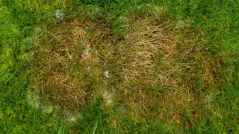 Cómo eliminar las manchas marrones del césped en otoño: el secreto de los jardineros Cómo eliminar las manchas marrones del césped en otoño: el secreto de los jardineros