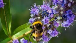 Las flores perfumadas de esta planta atraen abejas, mariposas y otros polinizadores. Imagen: Freepik.