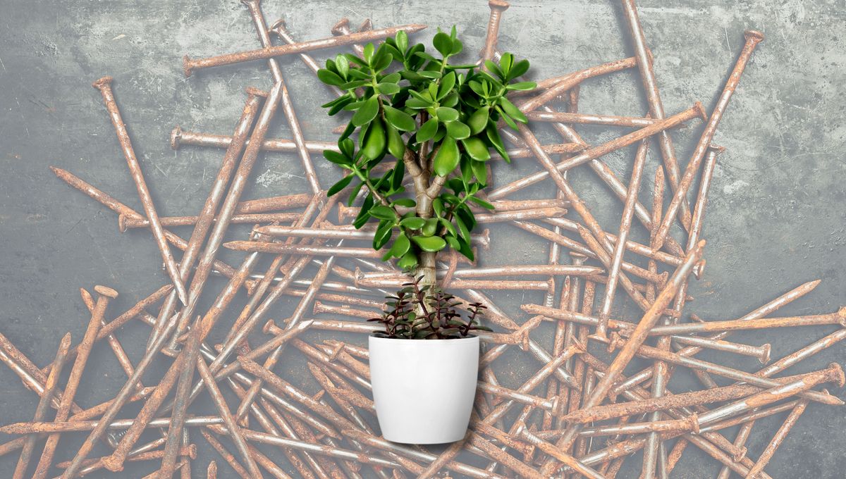 Clavos en las plantas: para qué sirven&nbsp;