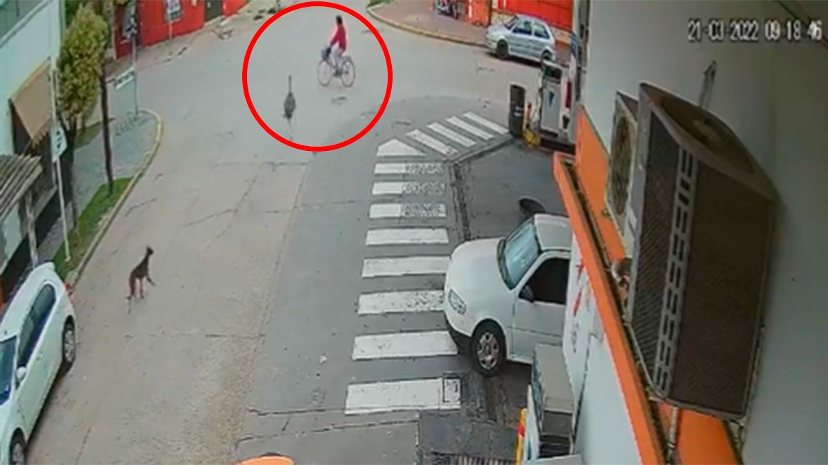 Una mujer que iba en bici fue embestida por un avestruz en Buenos Aires