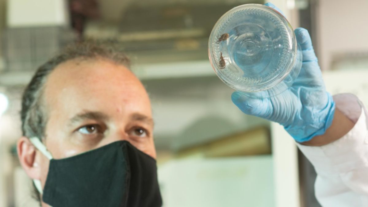 Insecticidas, la clave contra los vectores chupasangre.