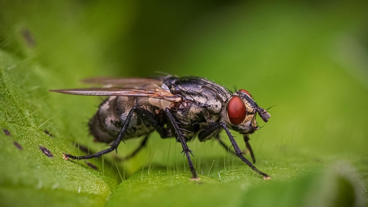 Descubren que una planta que era ideal para luchar contra el mal aliento ahora atrae insectos Descubren que una planta que era ideal para luchar contra el mal aliento ahora atrae insectos
