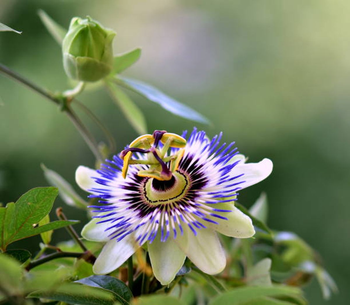 La pasiflora es una planta medicinal con múltiples beneficios para la salud. La pasiflora es una planta medicinal con múltiples beneficios para la salud.