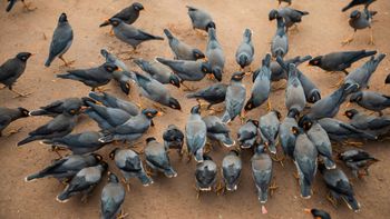 En 1916 llevaron aves a una isla para combatir una plaga, 93 años después tuvieron que sacar 27.000