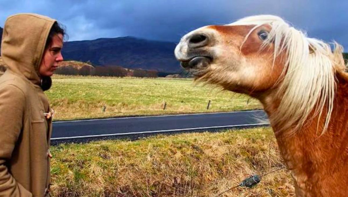 Además de ser imponentes, ahora los caballos pueden oler el miedo de los humanos a través del sudor. Foto Esquisens