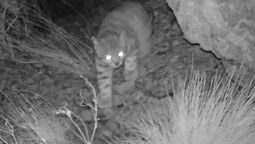 Una de las imágenes del gato andino que se conoció recientemente.