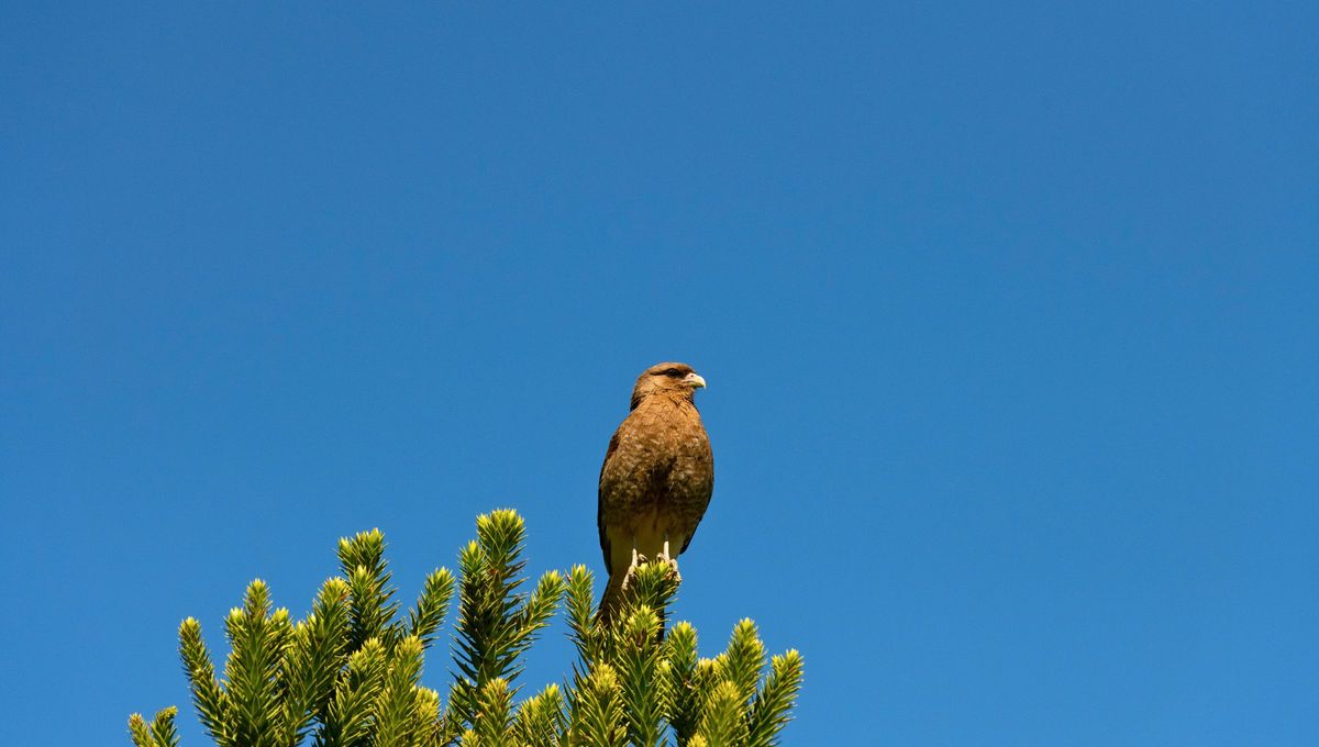 El chimango (Milvago chimango) es una de las aves más comunes en Sudamérica, especialmente en Argentina. El chimango (Milvago chimango) es una de las aves más comunes en Sudamérica, especialmente en Argentina.