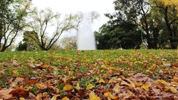 Muchas personas son las que tienen dudas con respecto a la altura del césped de su jardín.