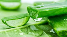 El aloe vera es una planta que se utiliza mucho para tratamientos faciales, sobre todo por sus múltiples beneficios.