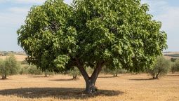 La higuera es un árbol que está desaconsejado plantarlo en la casa