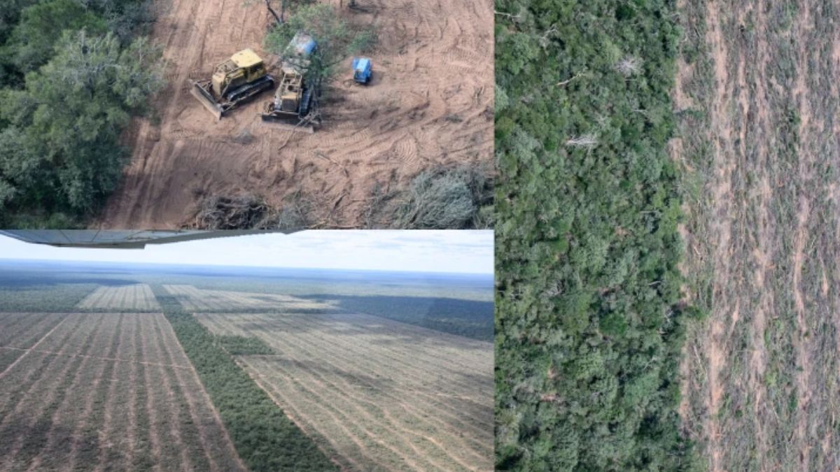 Desmontes en Salta. (Foto: Greenpeace) Desmontes en Salta. (Foto: Greenpeace)