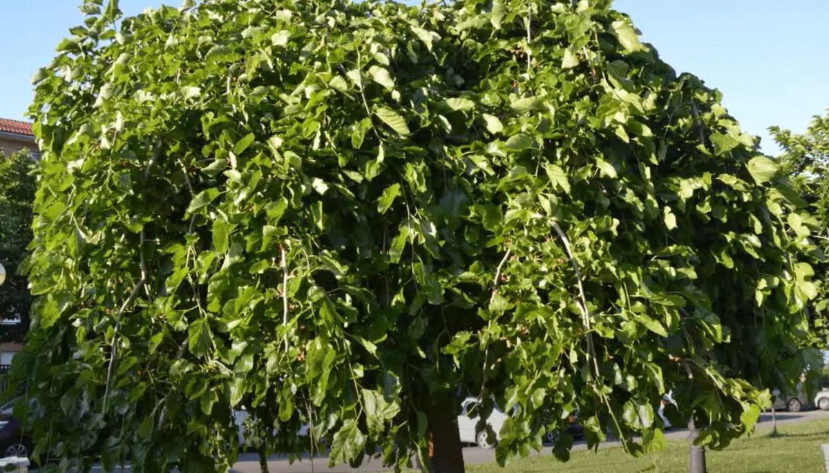 El árbol de porte mediano que da sombra todo el verano y es perfecto para llenar de vida el jardín