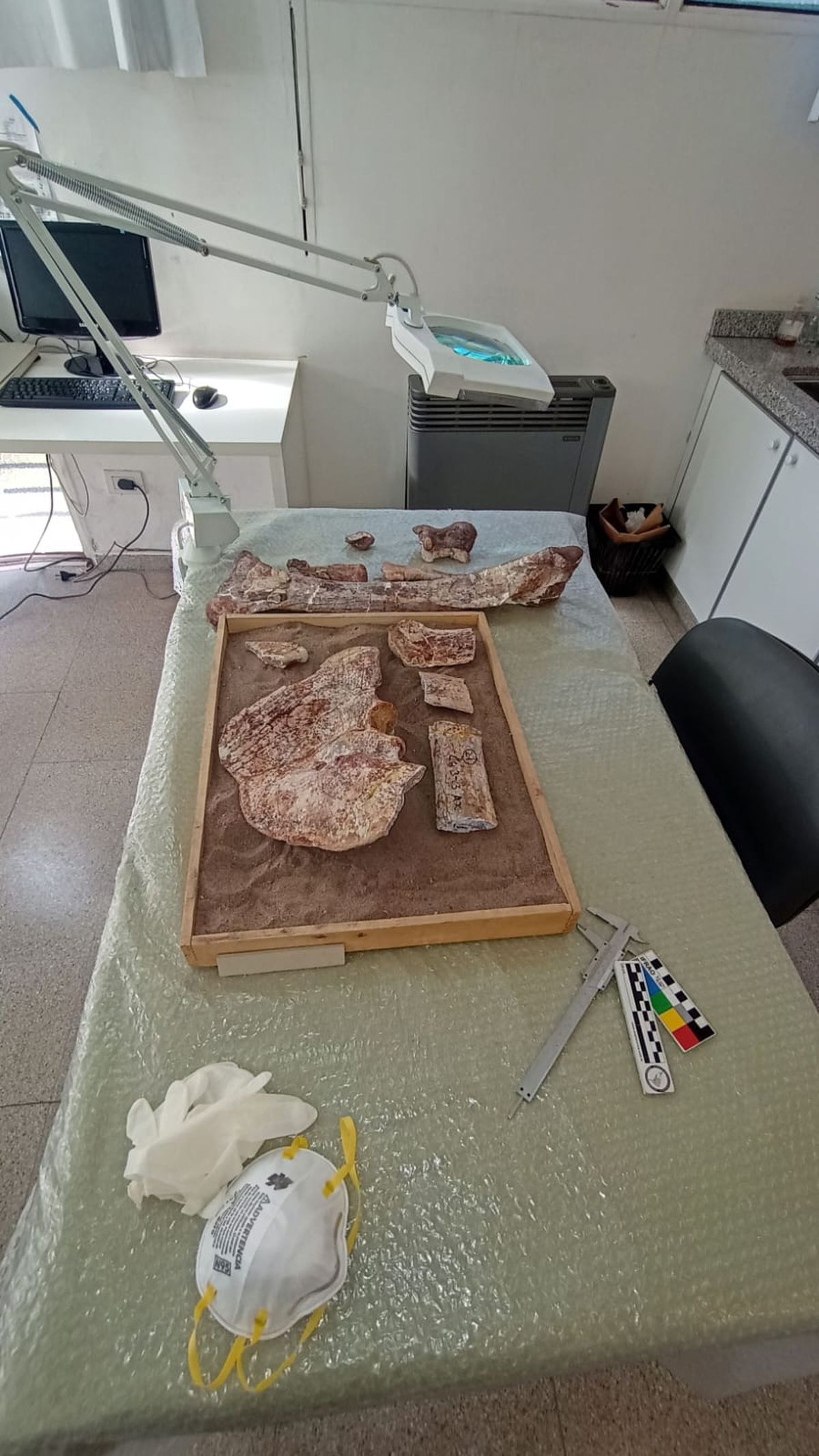 Las piezas del dinosaurio halladas en los '90 están en perfecto estado de conservación. Las piezas del dinosaurio halladas en los '90 están en perfecto estado de conservación.