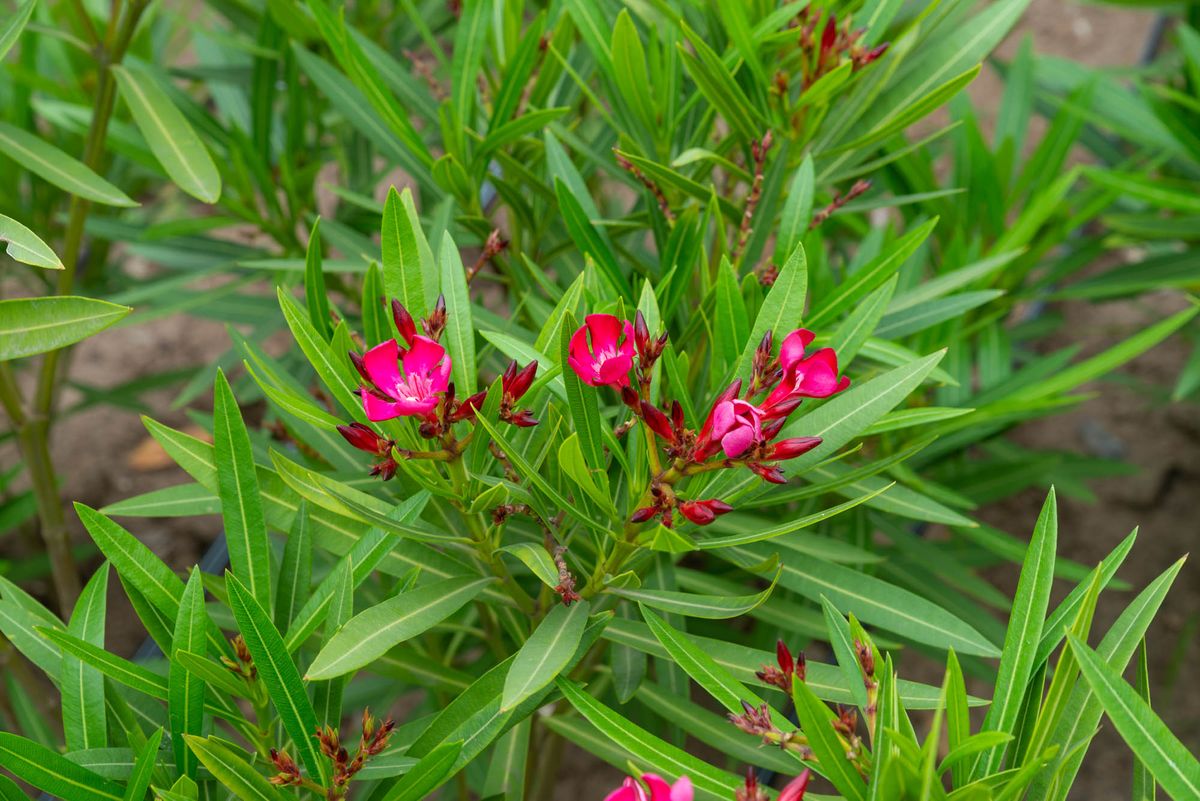 La adelfa es considerada una de las especies más tóxicas debido a su alto contenido en saponina, un potente tóxico que afecta principalmente al corazón. Imagen: Pexels. La adelfa es considerada una de las especies más tóxicas debido a su alto contenido en saponina, un potente tóxico que afecta principalmente al corazón. Imagen: Pexels.