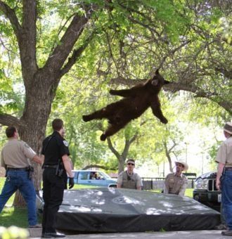 Rescatan a un oso que había quedado atrapado en un árbol