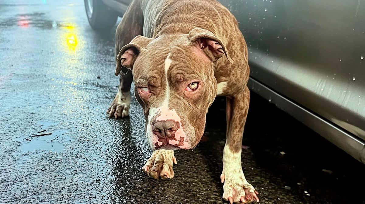 Un pitbull descontrolado atacó salvajemente a una cría de lobo marino