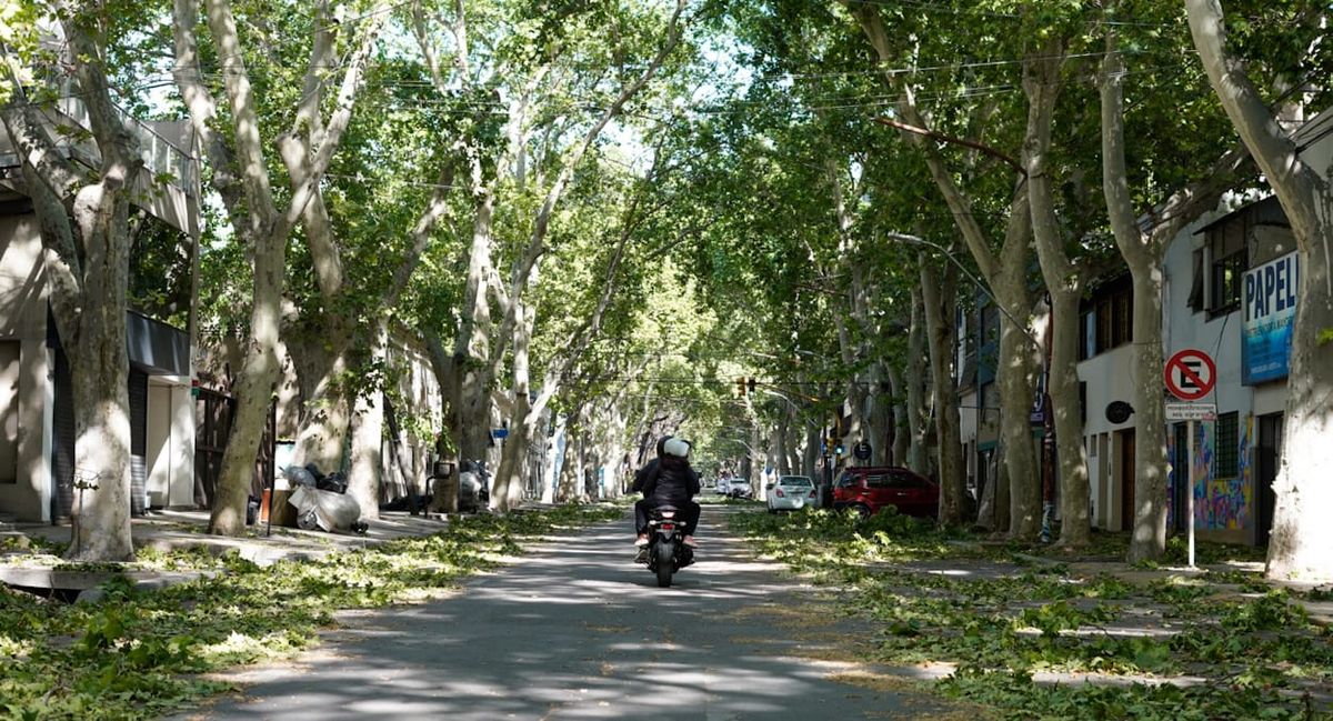 Mendoza vivió este año varios episodios de zonda que dejaron cientos de árboles caídos. Mendoza vivió este año varios episodios de zonda que dejaron cientos de árboles caídos.