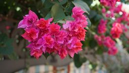 Te contamos errores comunes que podrían arruinar tu buganvilla. Imagen: Pixabay.