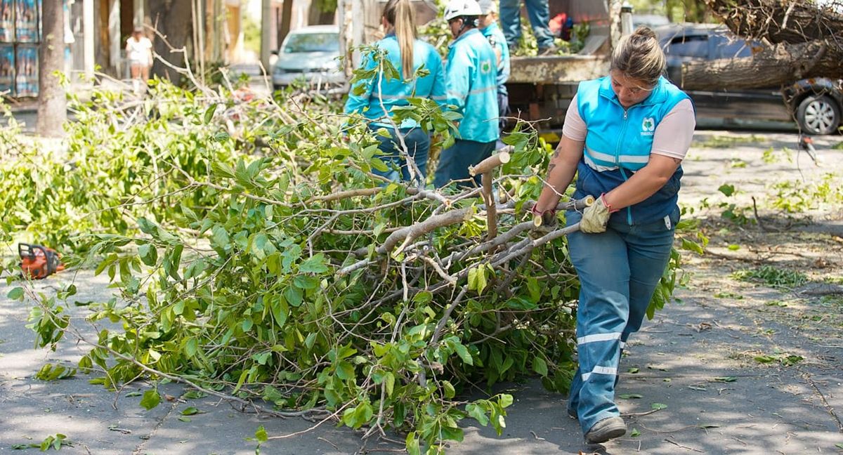 Hay relevados 400 árboles caídos, pero estiman que luego de analizar las condiciones de los forestales se erradicará el doble. Los especímenes serán reforestados. Hay relevados 400 árboles caídos, pero estiman que luego de analizar las condiciones de los forestales se erradicará el doble. Los especímenes serán reforestados.