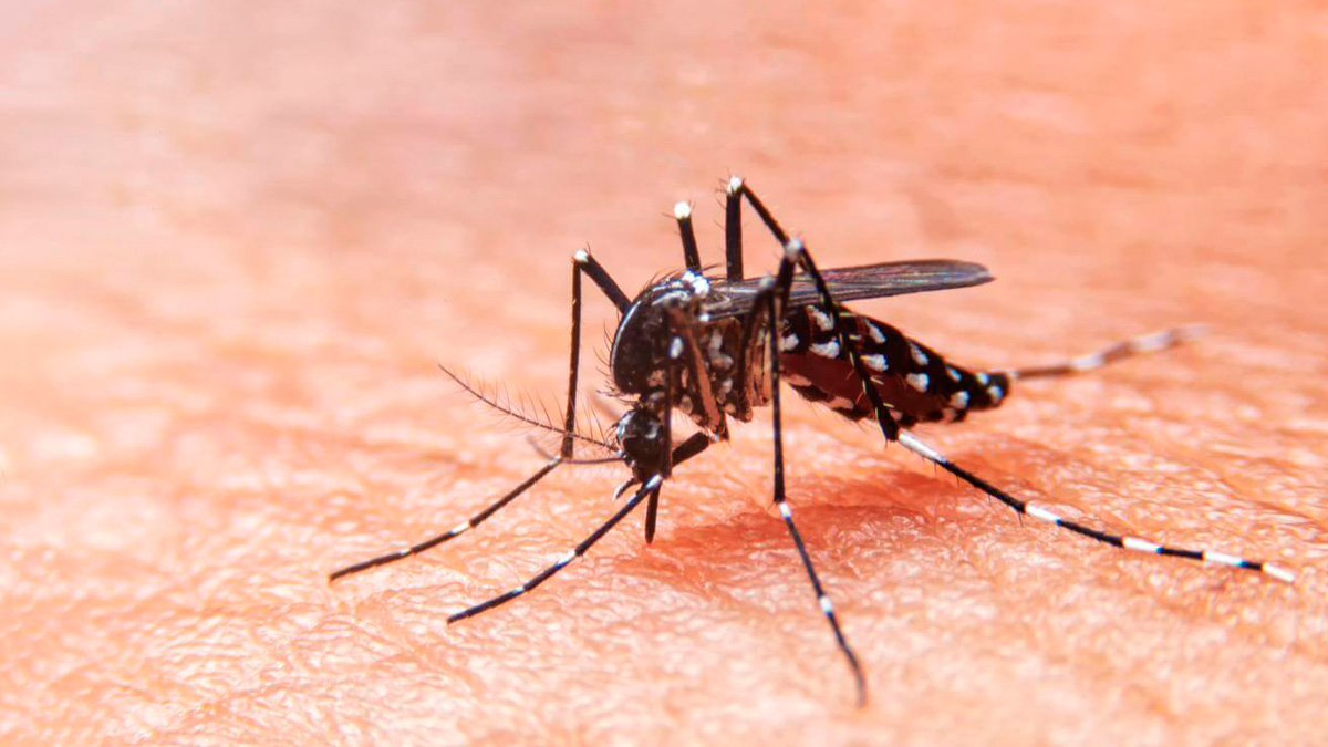 El dengue es una enfermedad que preocupa porque se expande durante el verano y hasta mayo en el país.