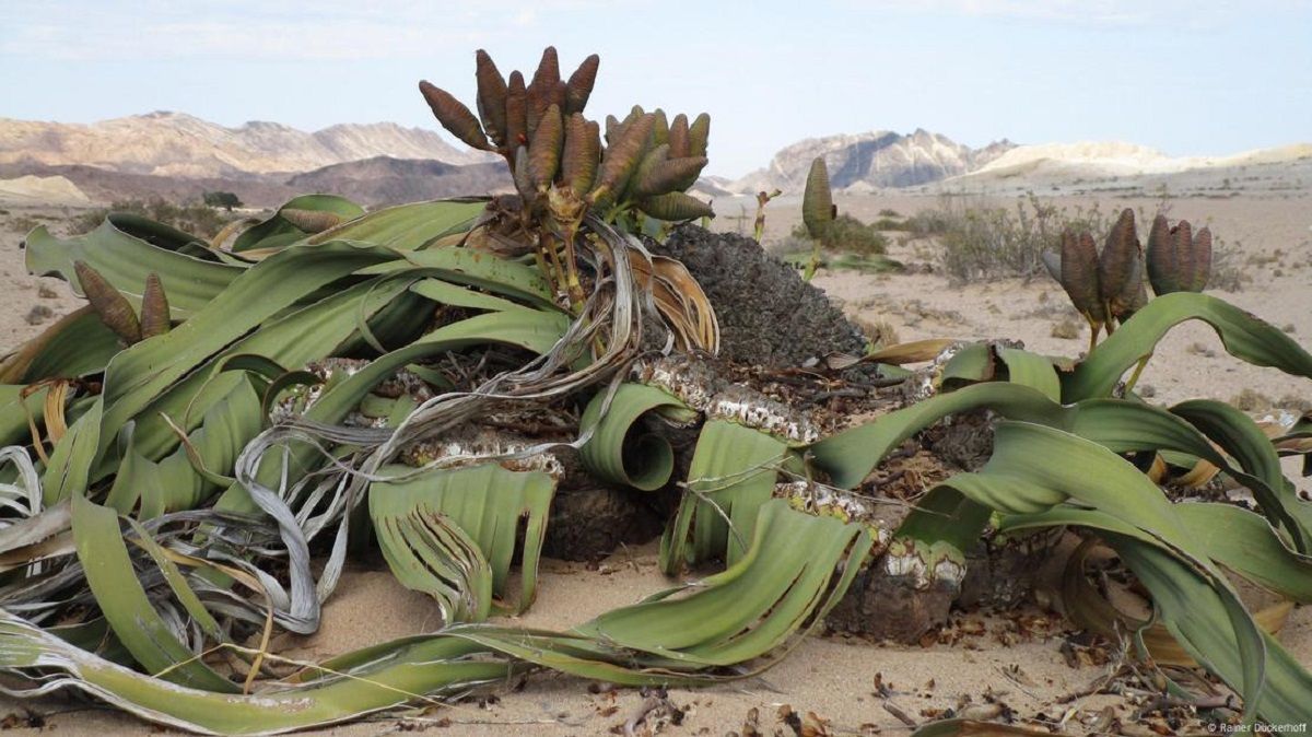 Así se ve la planta Welwitschia mirabilis. Imagen: Freepik. Así se ve la planta Welwitschia mirabilis. Imagen: Freepik.