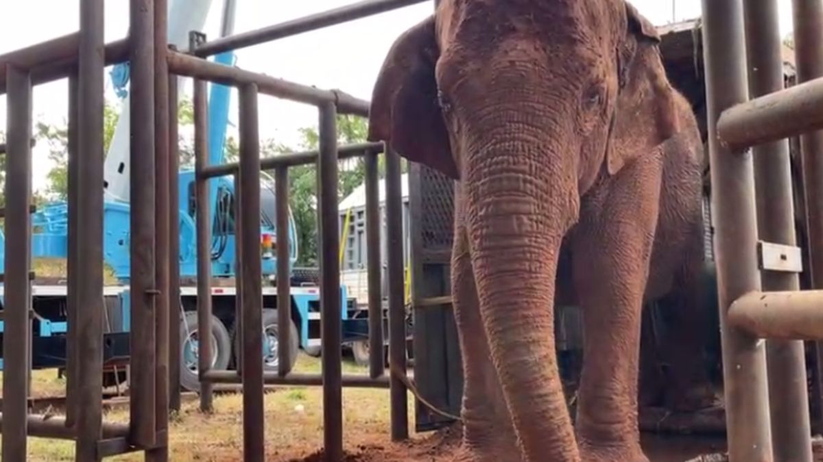 Pocha y Guillermina: madre e hija permanecerán en el santuario especializado en el cuidado de elefantes de todo el mundo.
