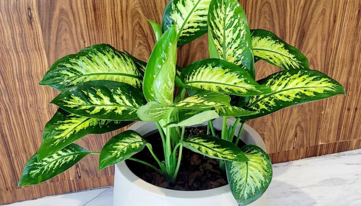 Ni cactus ni sansevieria: la planta de interior que transforma por completo tu hogar