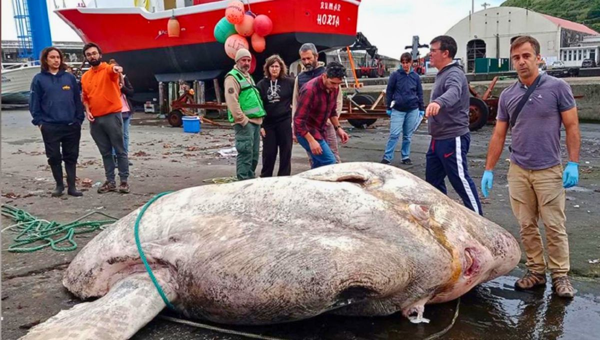 El pez más pesado del mundo: pesa más de 2.000 kg y rompe todos los récords