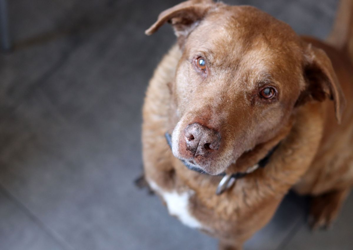 Indicadores que anticipan el fallecimiento de los perros&nbsp;