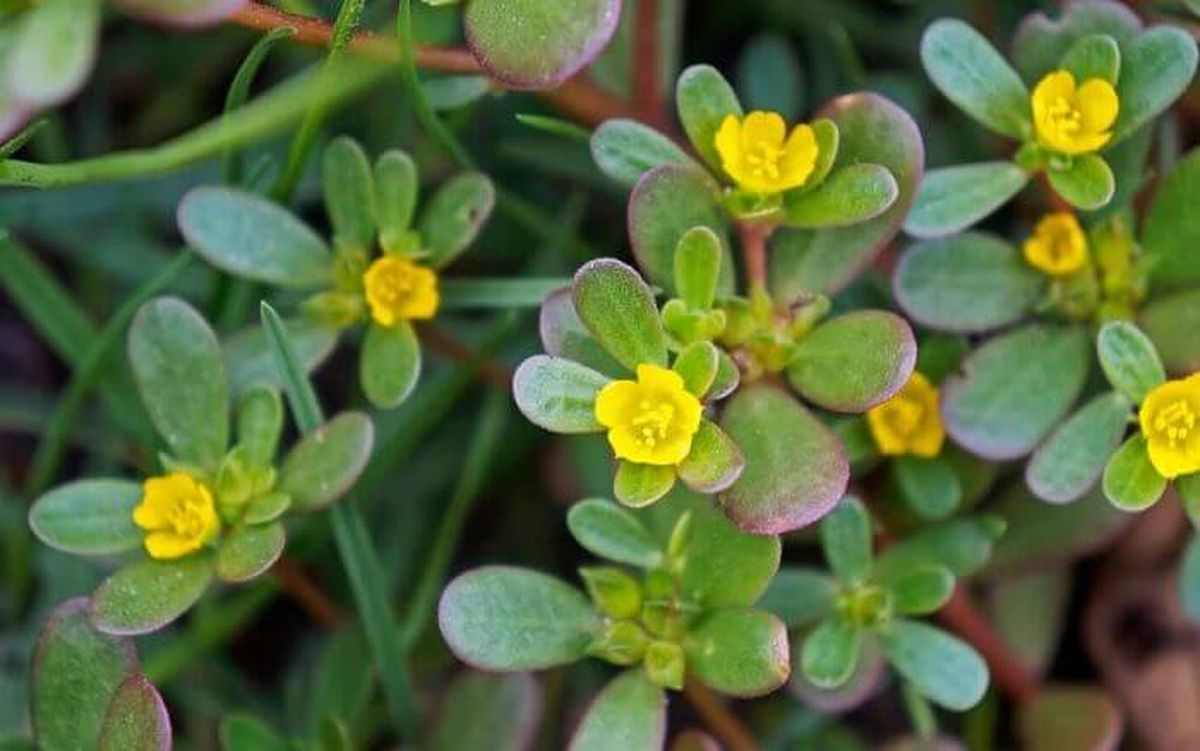 La verdolaga común es una planta suculenta. Imagen de Freepik. La verdolaga común es una planta suculenta. Imagen de Freepik.
