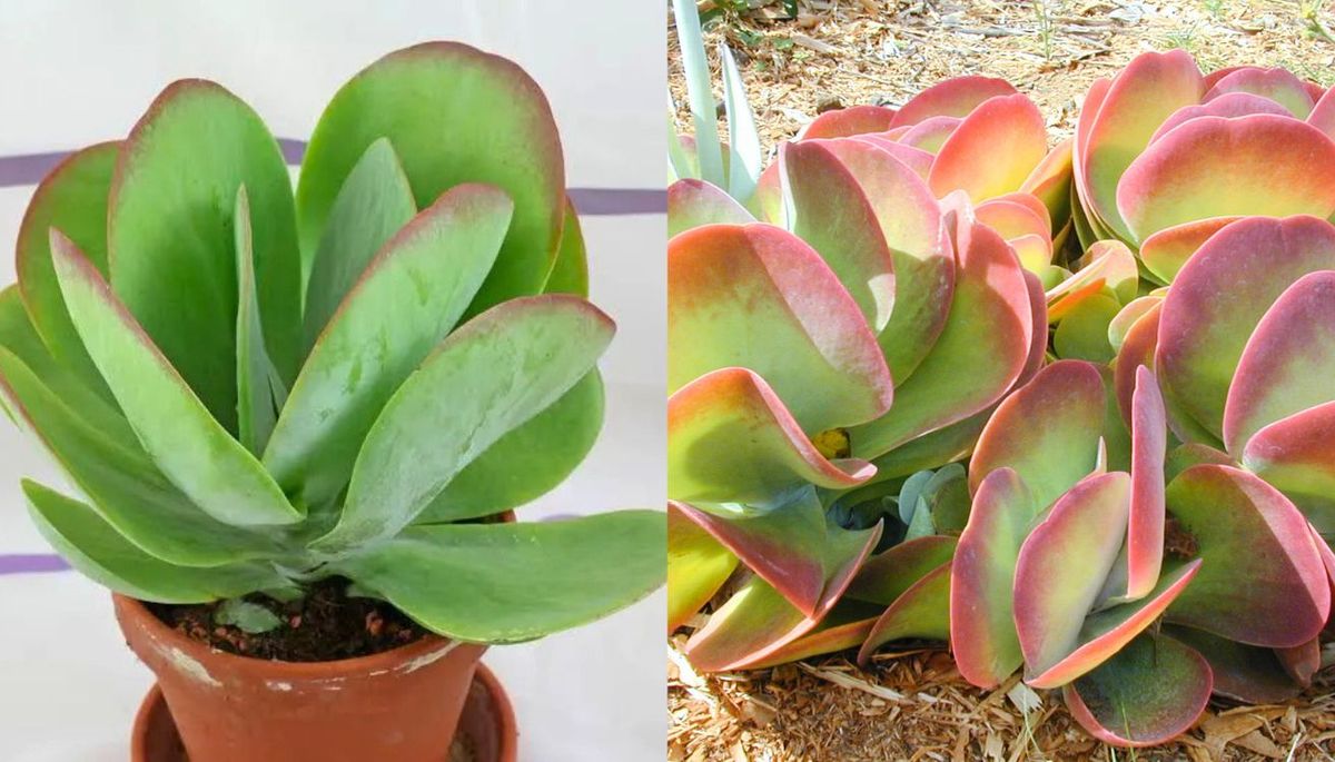 Los cuidados de la Kalanchoe thyrsiflora son muy sencillos. Los cuidados de la Kalanchoe thyrsiflora son muy sencillos.