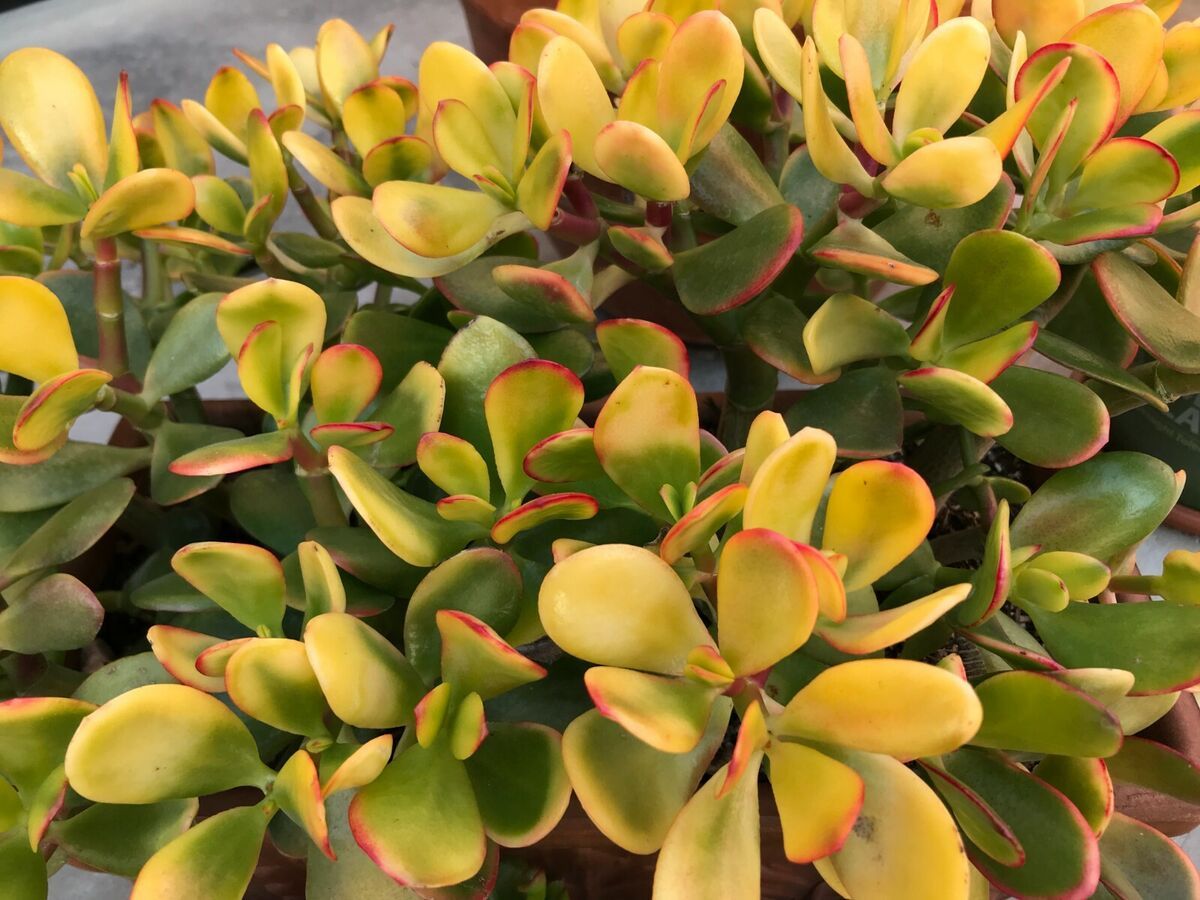 Árbol de Jade con hojas amarillas. Árbol de Jade con hojas amarillas. 