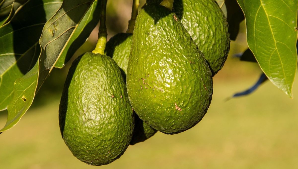 El país de América Latina que es mayor exportador y productor de oro verde del mundo El país de América Latina que es mayor exportador y productor de oro verde del mundo
